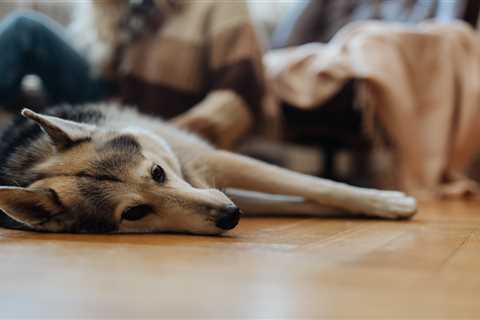 Apartment Pet Policy Breed Restrictions &amp; What Dog Owners Need to Know to Get Around Them 