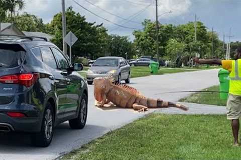 Giant iguana Almost Causes Car Accident on Busy Road!! Florida iguana Removal!