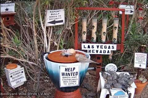 6Bird Feeders, and a Water Fountain / Las Vegas, NV