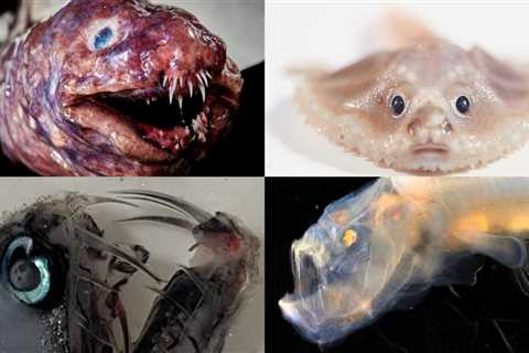 Pictures show creepy deep-sea animals, some never before seen, discovered near islands off the coast of Australia