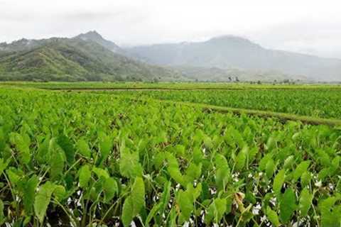 Indigenous Agriculture | Insights on PBS Hawai'i