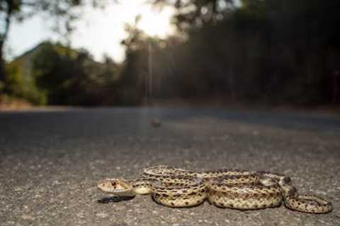 Finding Snakes and Turtles in Malibu!