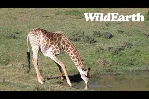WildEarth - Sunset Safari - 09 Jan 2023