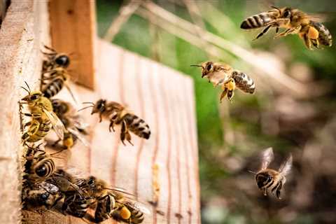 US Government Approves World’s First Vaccine for Honeybees