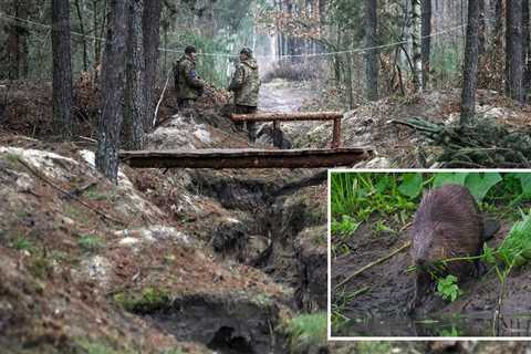 Ukraine credits local beavers for unwittingly bolstering its defenses &mdash; their dams make the ground marshy and impassable