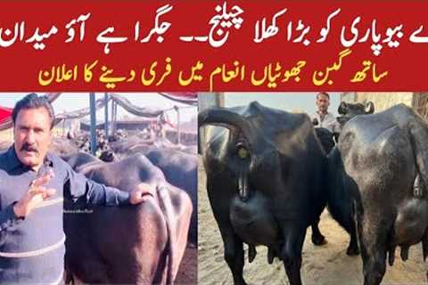 World Record Milking Buffaloes | Guaranteed Milking Nali Ravi Buffaloes | Phalan Gabban Jhotian