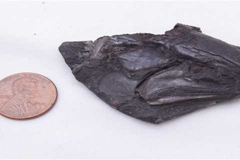 A 300 million-year-old fossilized fish has the world's 'oldest preserved vertebrate brain.' It offers new clues about evolutionary history, say scientists.