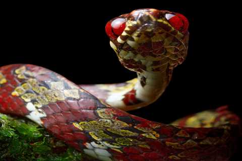 Biologists found 5 new species of snakes and Leonardo DiCaprio named one that produces a 'musky and distasteful odor' after his mom