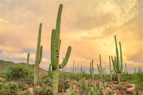 Saving for a House? 10 Free Things to Do in Tucson 