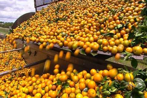 Orange juice prices soar to record highs as recent hurricanes plunge Florida's expected production haul to lowest since the 1930s