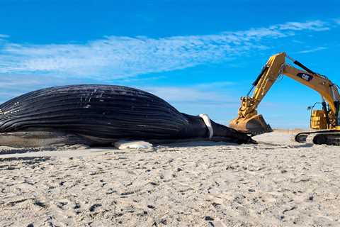 Whales are turning up dead on beaches &mdash; and our online shopping addiction is partly to blame