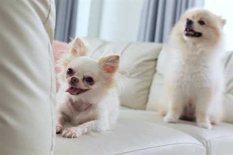 Find the Perfect Dog Shampoo for Your Pooch 