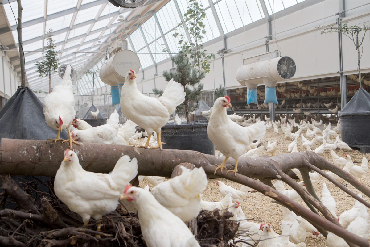 Biden Regime Considers Vaccinating Chickens in Response to Bird Flu Outbreak – Could Destroy Poultry Industry and Harm Humans