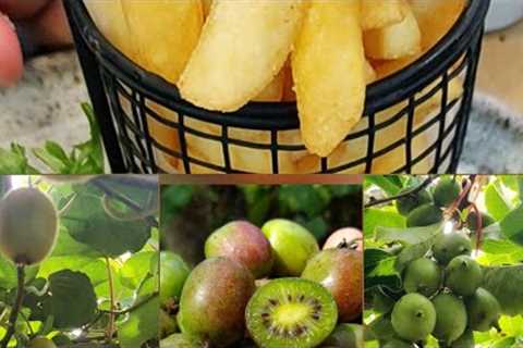 Trip to Paengaroa NZ to Pick Kiwiberries | Delicious Lunch #lunch #restaurantstyle #kiwiberries