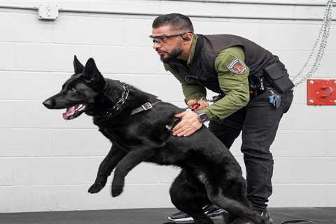 I train protection dogs for a living. The cost for clients can run up to $150,000, but it's a much better deal than hiring a bodyguard.