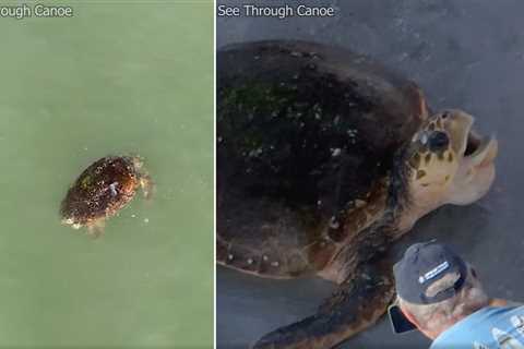 A nature videographer flying a drone spotted an endangered loggerhead sea turtle struggling in the red tide. He quickly alerted wildlife officials who showed up to save it.