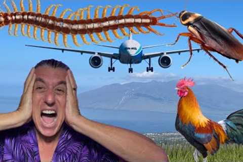 10 Things to Hate about Living in Hawaii