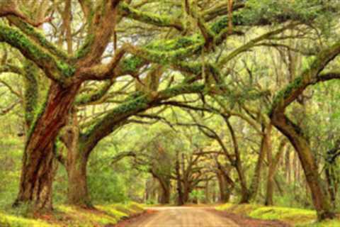 Popular Parks in Columbia SC: Where Nature, Adventure, and Fun Come Together