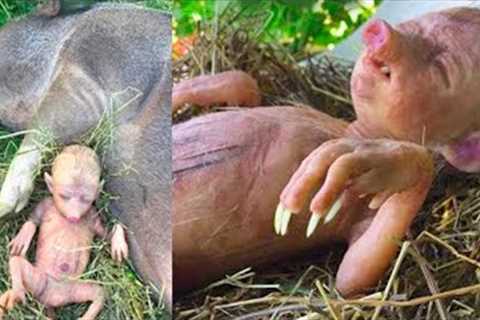 This Farmer Discovered Something Weird Under His Corn Field