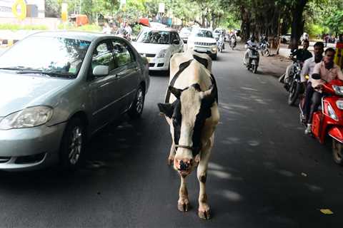 Why India can't contain 5 million destructive yet beloved stray cows, which killed 900 people in the last four years