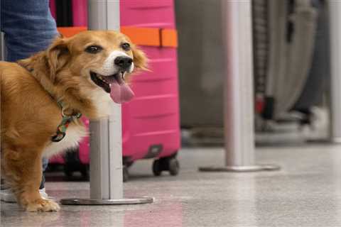 You can fly with your pooch on a specialist pet airline that offers a seat, drinks, and snacks on a private jet for around $9,000