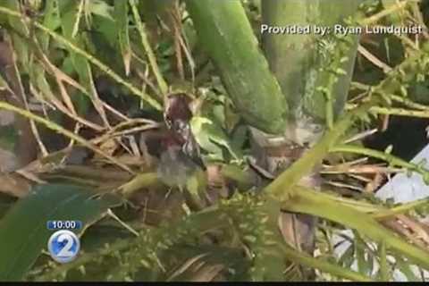 Large lizard caught munching on bird in Windward Oahu