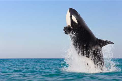 This is your daily reminder that orcas are just giant dolphins