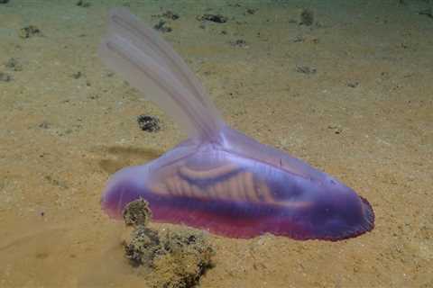 Scientists have discovered over 5,000 new species in the Pacific Ocean, from sea cucumbers to 'gummy squirrels' &mdash; check them out