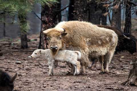A 'one-in-ten-million' rare white bison calf was just born in Wyoming