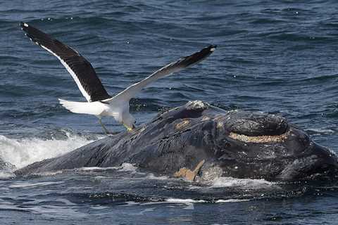 Birds in the Atlantic are pecking baby whales to death, eating blubber from their backs as they surface for air