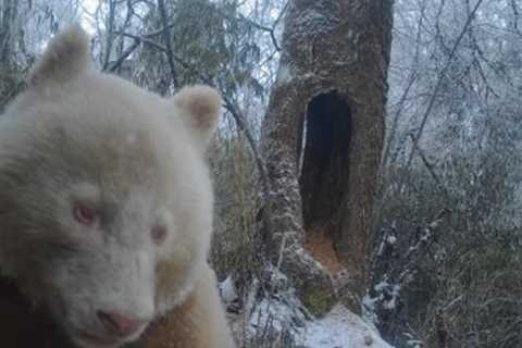 An albino giant panda thought to be the only one in the world was filmed in the wild in China &mdash; take a look