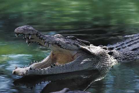 A crocodile makes history with the first-ever virgin birth of its species, researchers say. But none of the 14 eggs hatched much to scientists' disappointment.