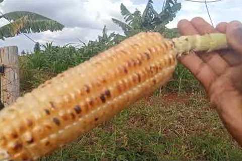 THE GOOD THINGS  IN AFRICA !! (watch now !!) @iammarwa