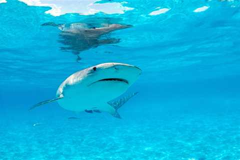 A Netflix camera crew says its boat was almost sunk in a 'horrific' tiger shark attack while filming in Hawaii