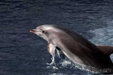 Russia has doubled the number of trained dolphins defending its Black Sea fleet from Ukrainian attacks, says report