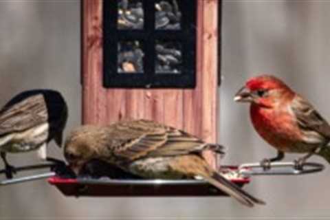 Feathering the Nest: Expert Tips For Creating a Backyard Bird Sanctuary