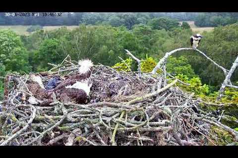Poole Harbour Osprey Nest Camera - Landscape View
