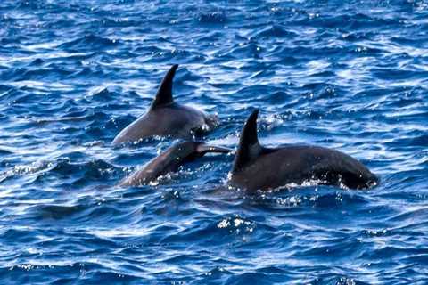 4 people were wounded in a spree of rare dolphin attacks off a beach in Japan, reports say