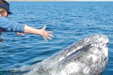 A video of a whale appearing to ask for humans to remove parasites went viral. An expert says tourists are hurting the creatures, not helping.