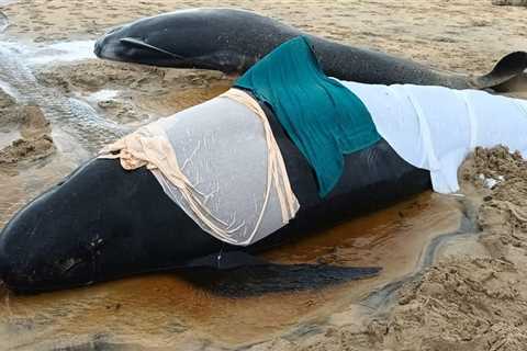 55 whales may have died in a mass stranding because they refused to leave the side of an injured female