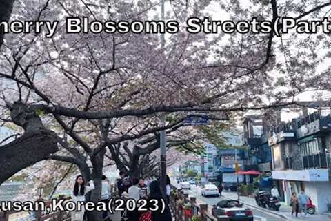 Cherry Blossoms Streets (2023) (part2) - Busan, Korea (Vlog)(Relaxation, Chill mood)(Travel video)