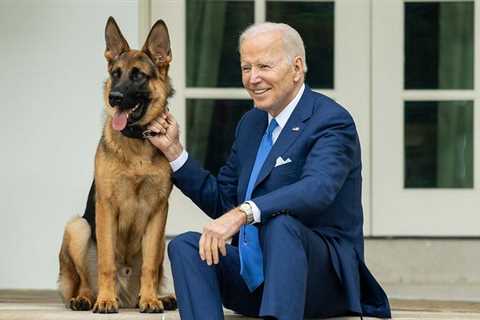 Biden's dog Commander bit multiple Secret Service agents, sending one to the hospital: reports