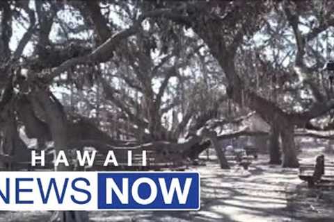 'Only job I’ve ever had': Man who cared for historic banyan tree returns to Lahaina