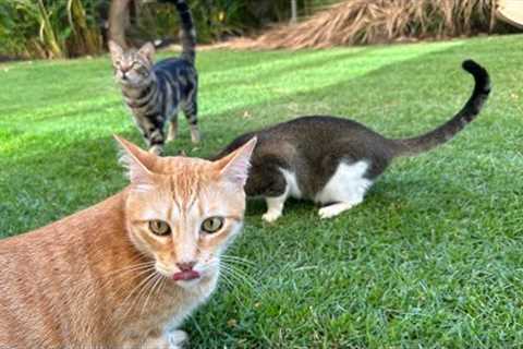 Who Will Save the Cats STILL Trapped in the Lahaina Fire Burn Zone?