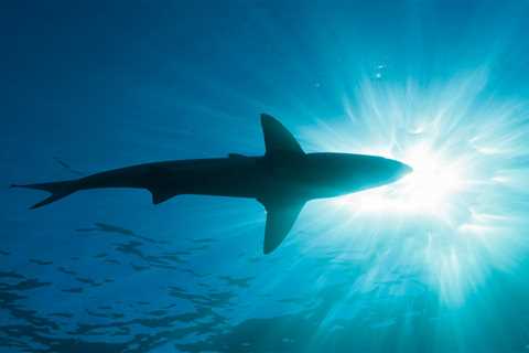 What happens to sharks, dolphins, alligators, and other marine life during a hurricane? Experts explain why the storm's aftermath is often more deadly