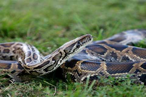 Burmese pythons are being spotted farther and farther north in Florida and could reach other states, experts warn. 'It really does feel like an alien invasion,' one scientist said.