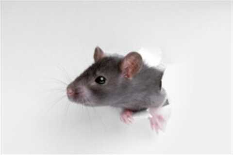 How Do Rats Get into Your House? Entry Points and Strategies for Removal