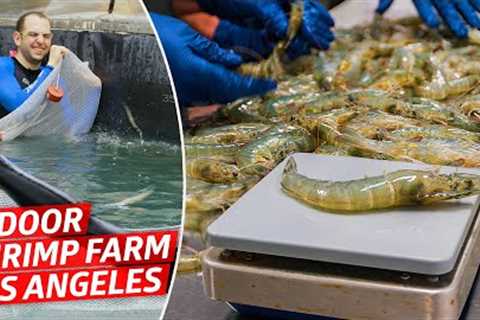 How America's Biggest Indoor Shrimp Farm Sells 2 Million Shrimp Every Year — Dan Does