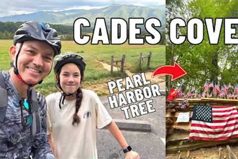 Cades Cove Pearl Harbor Tree &amp; Black Bears In The Great Smoky Mountains