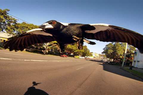 Australia is being plagued by vicious and vindictive swooping magpies, and people say they are terrified